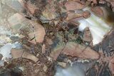 Polished Baker Ranch Thunderegg (Half) - New Mexico #376194-1